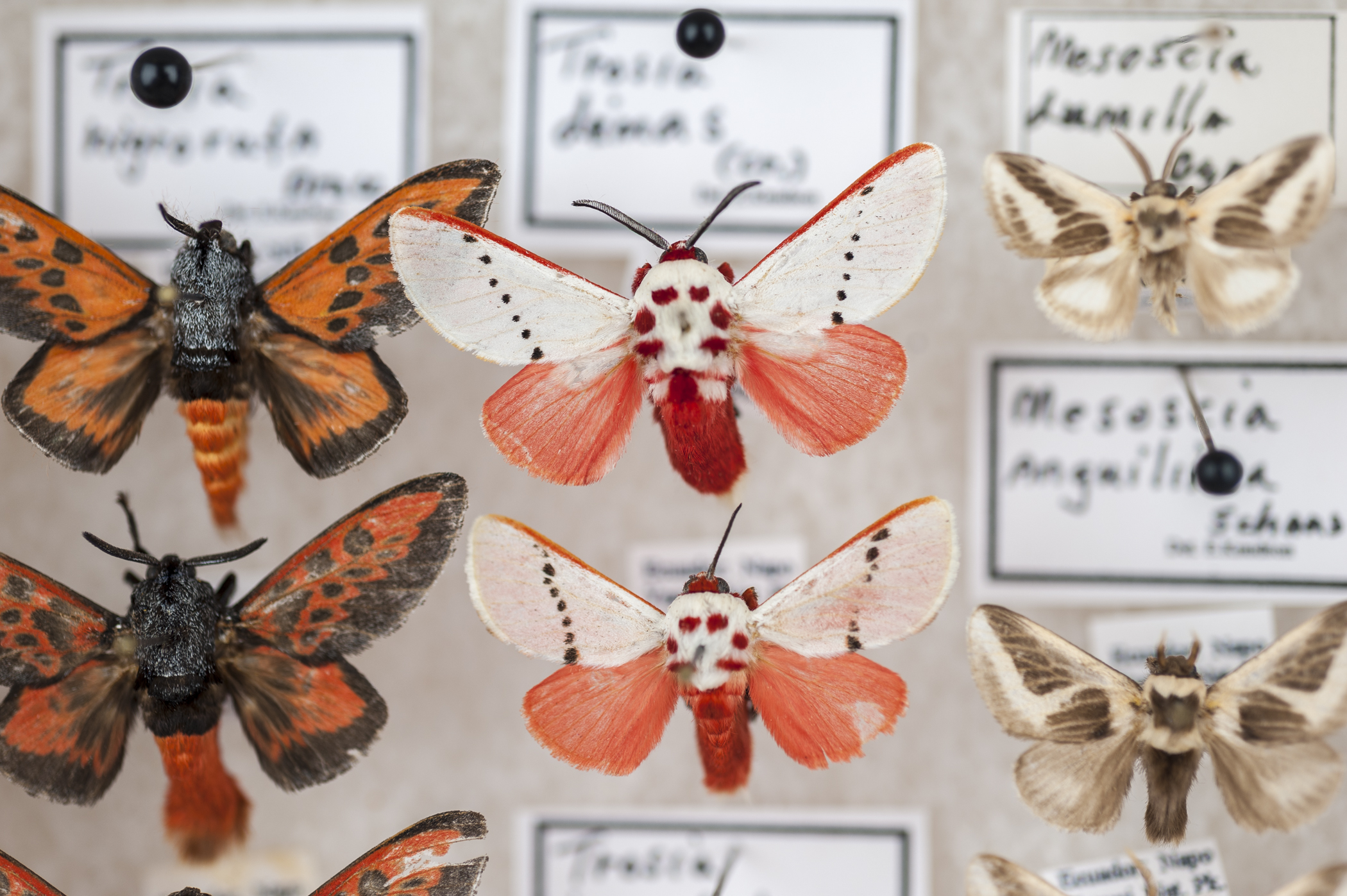 40 years of friendship, 70,000 specimens: Amateur entomologists donate  lifetimes' worth of butterflies and moths – Research News