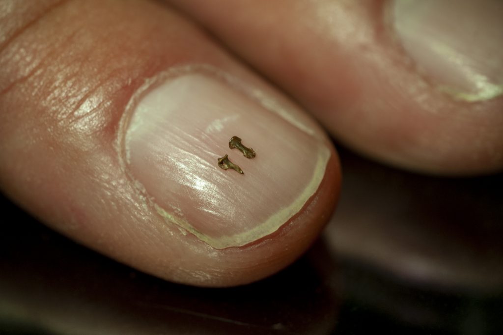 tiny fossils on a fingernail