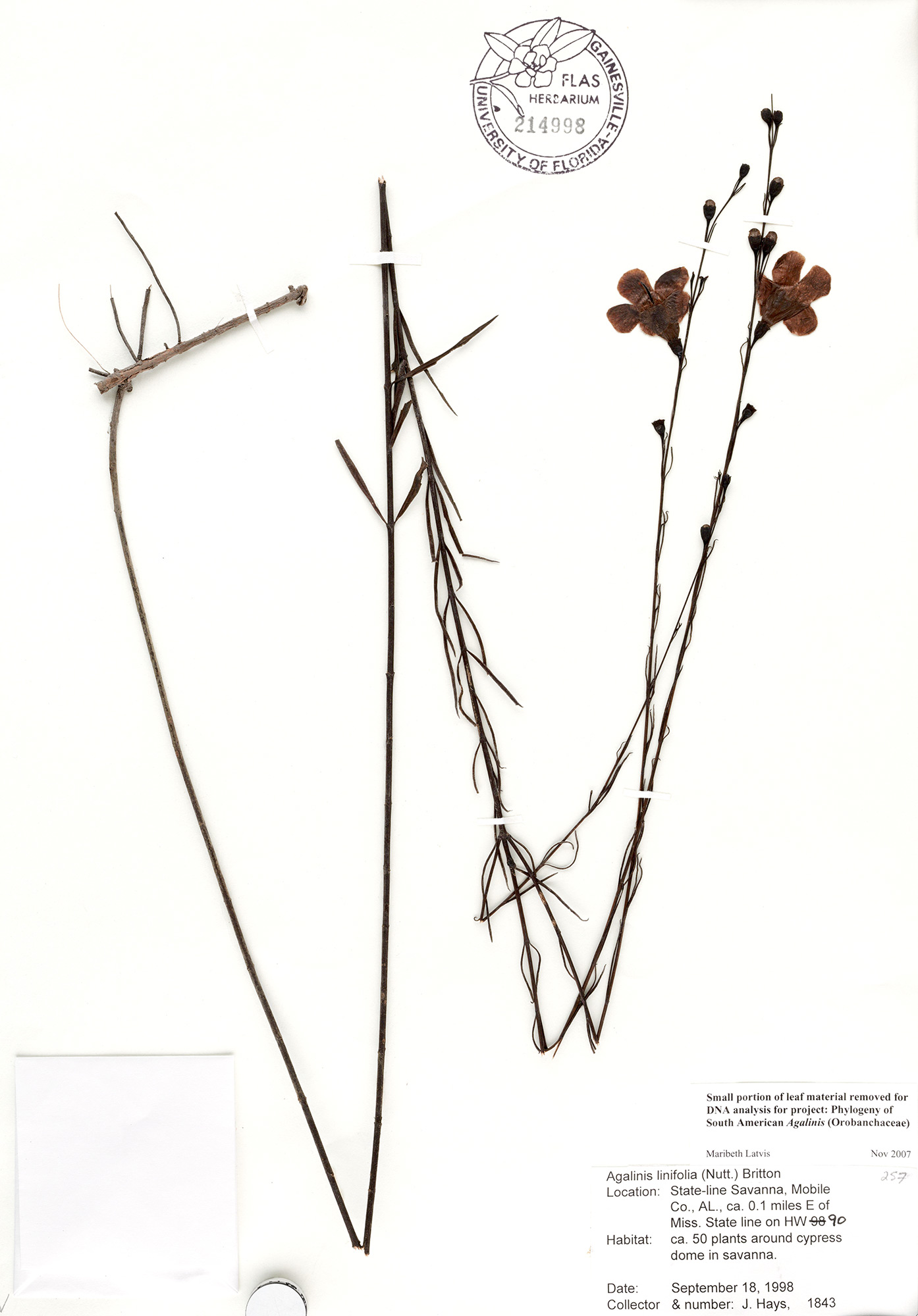 herbarium specimen sheet
