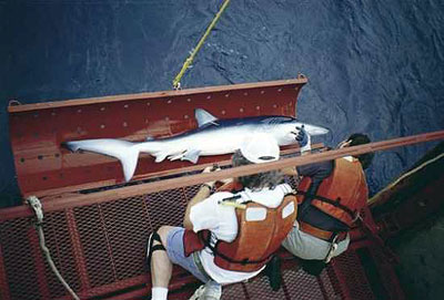 scientists examining shark