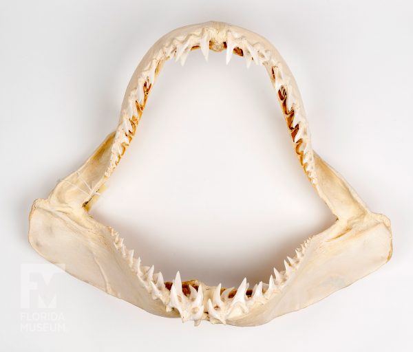 shark jaw