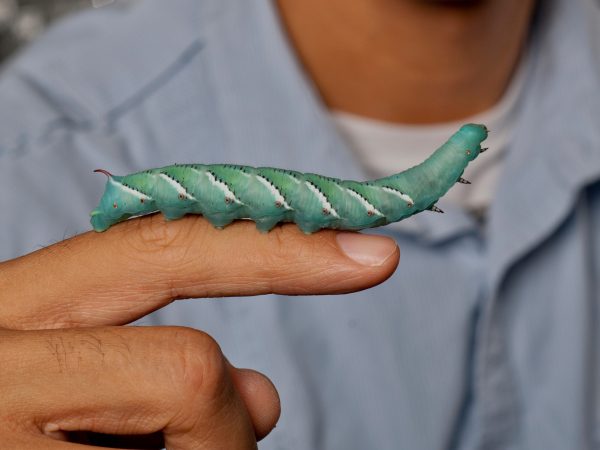 tobacco hornworm larva