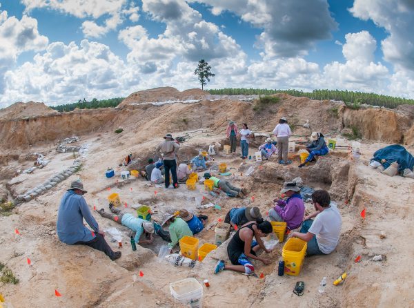 group digging at fossil site