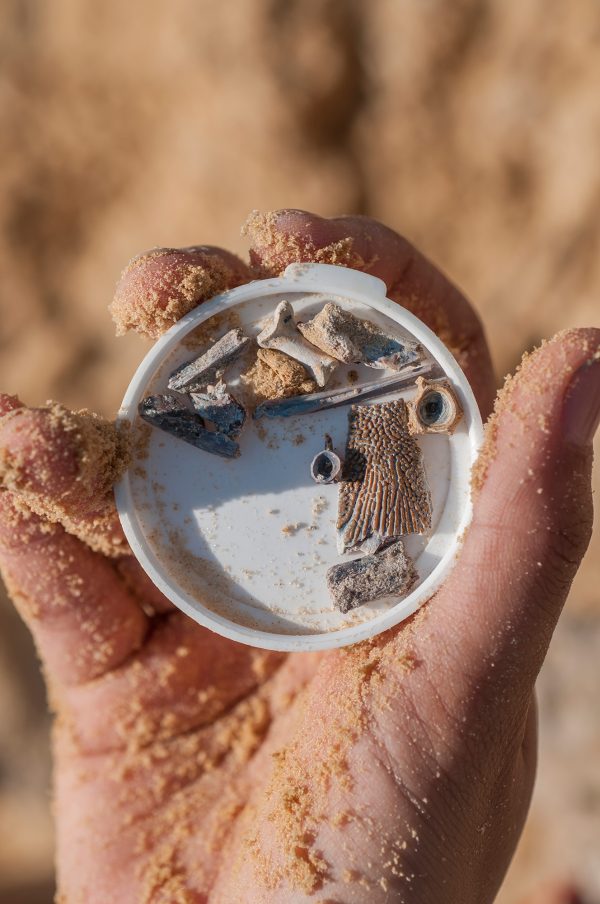 small fossils in container