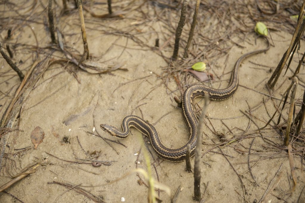 gulf salt marsh snake
