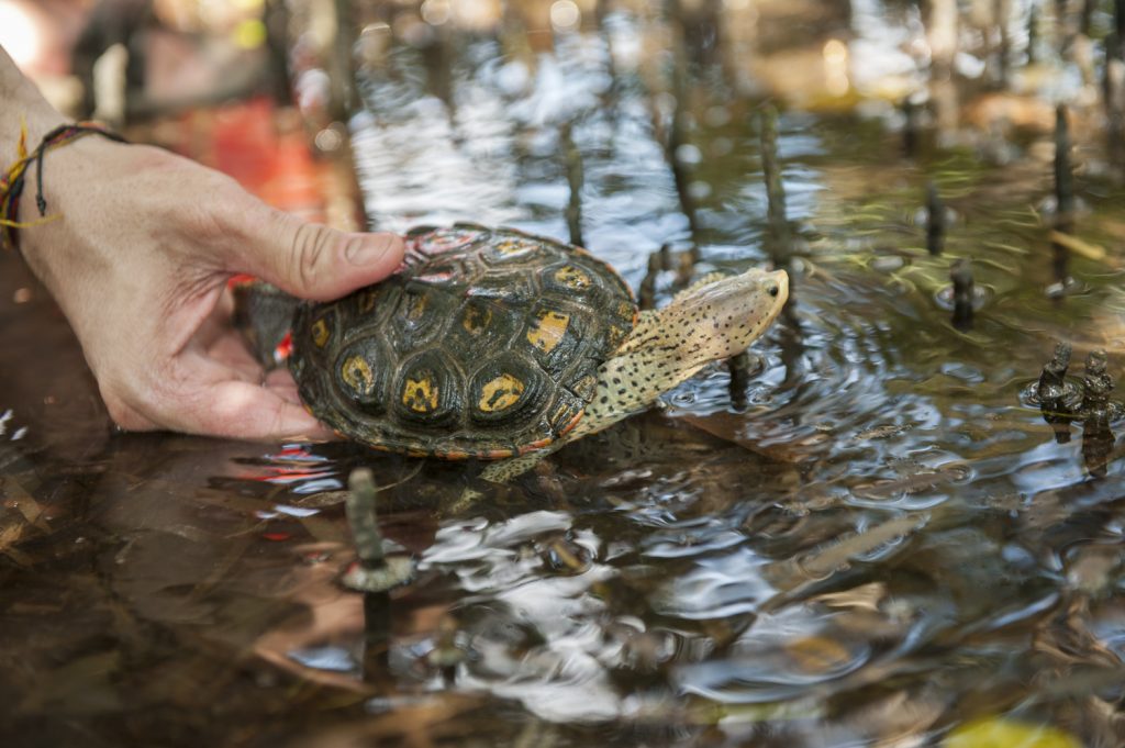 Terrapin being released into water