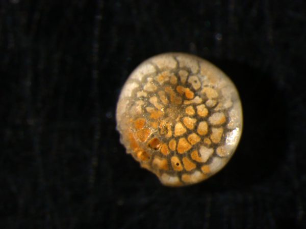 fossil foraminifera
