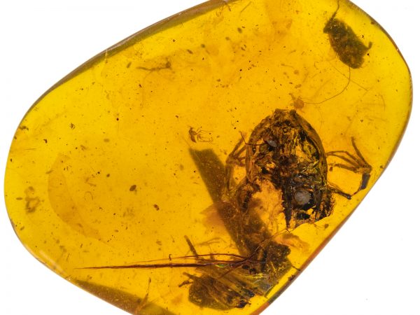 amber fossil with frog skull, forelimbs, backbone and a hind limb