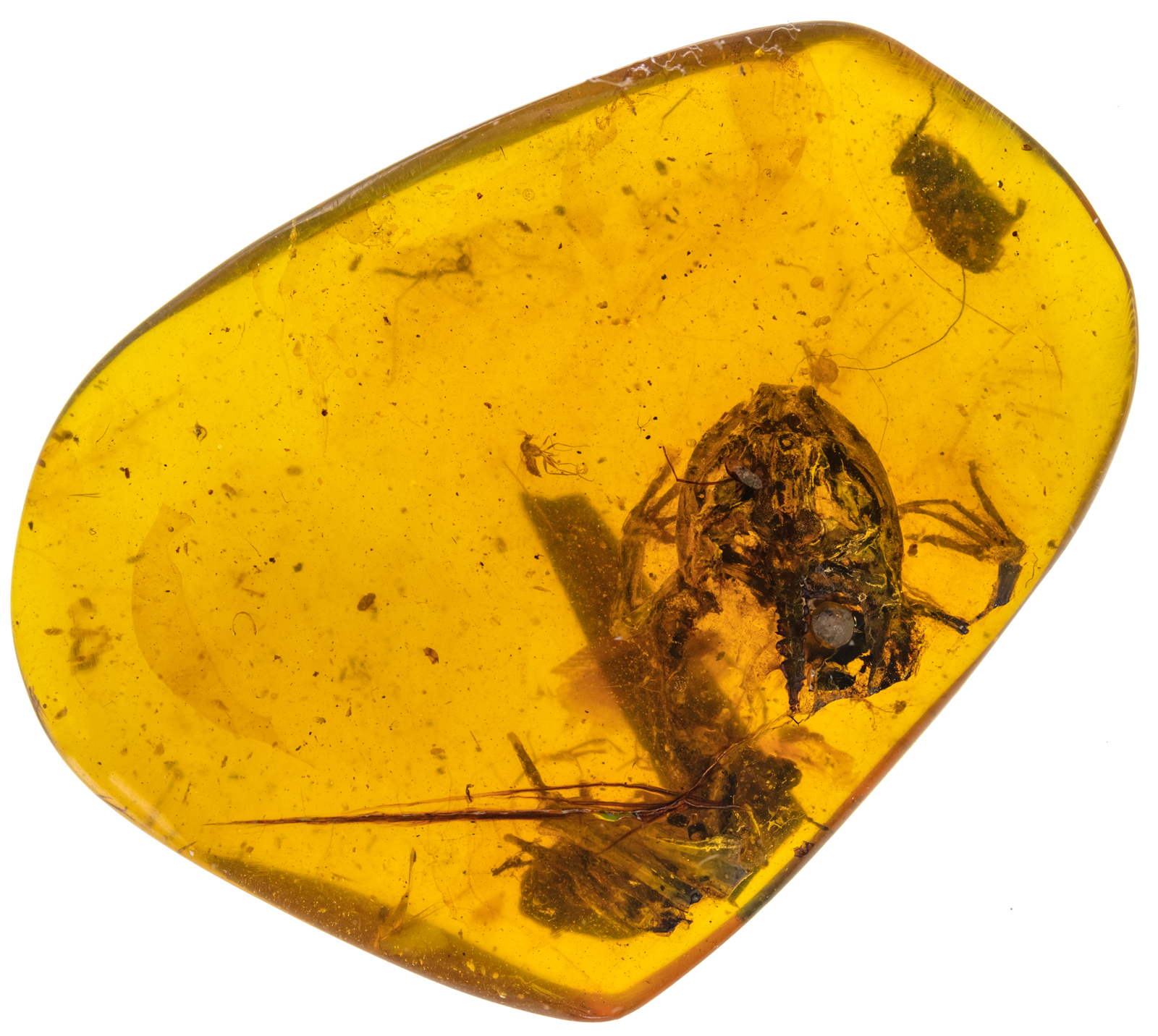 Amber fossils provide oldest evidence of frogs in wet, tropical forests –  Florida Museum Science