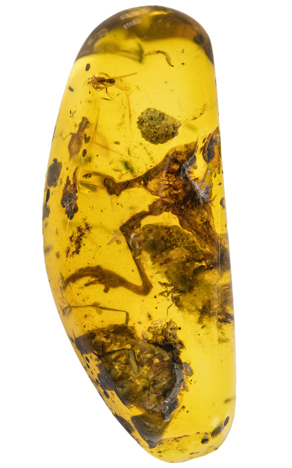 frog partly preserved in amber