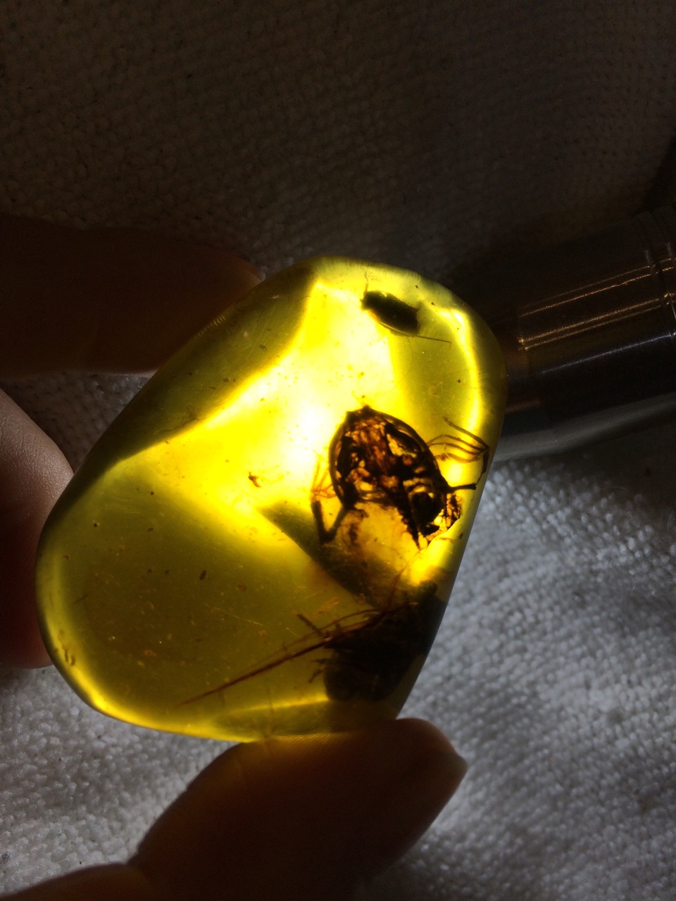 fossil frog in amber