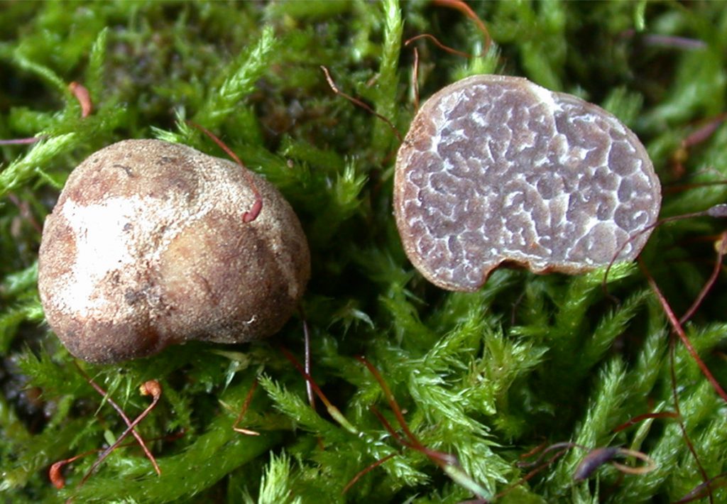 truffle mushrooms on green background