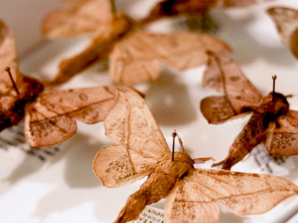 drawer of sack-bearer moth specimens