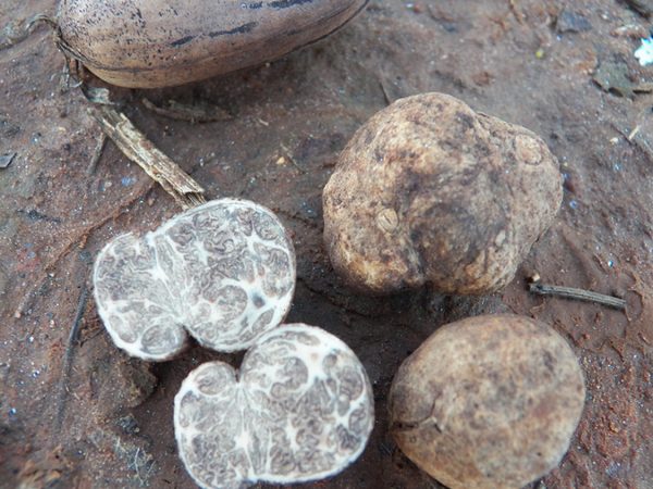 truffle mushrooms on ground