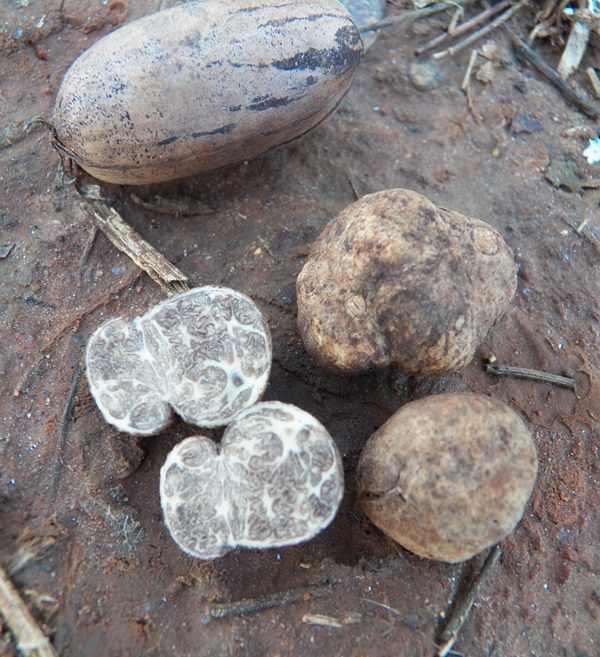 Two new truffle species discovered in Florida pecan orchards Florida