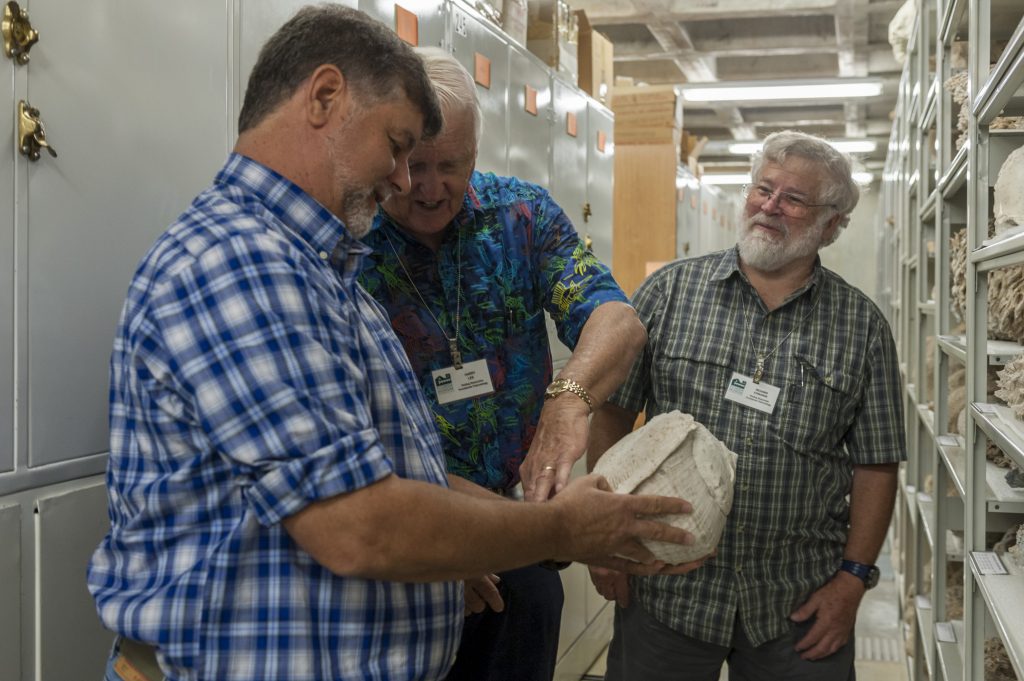 Roger Portell, Florida Museum invertebrate paleontology collections manager, from left, and volunteers Harry Lee and Rick Edwards study shells in the collections at Dickinson Hall on the University of Florida campus. Florida Museum photo by Kristen Grace Roger Portell, Harry Lee and Rick Edwards study shells in Dickinson Hall
