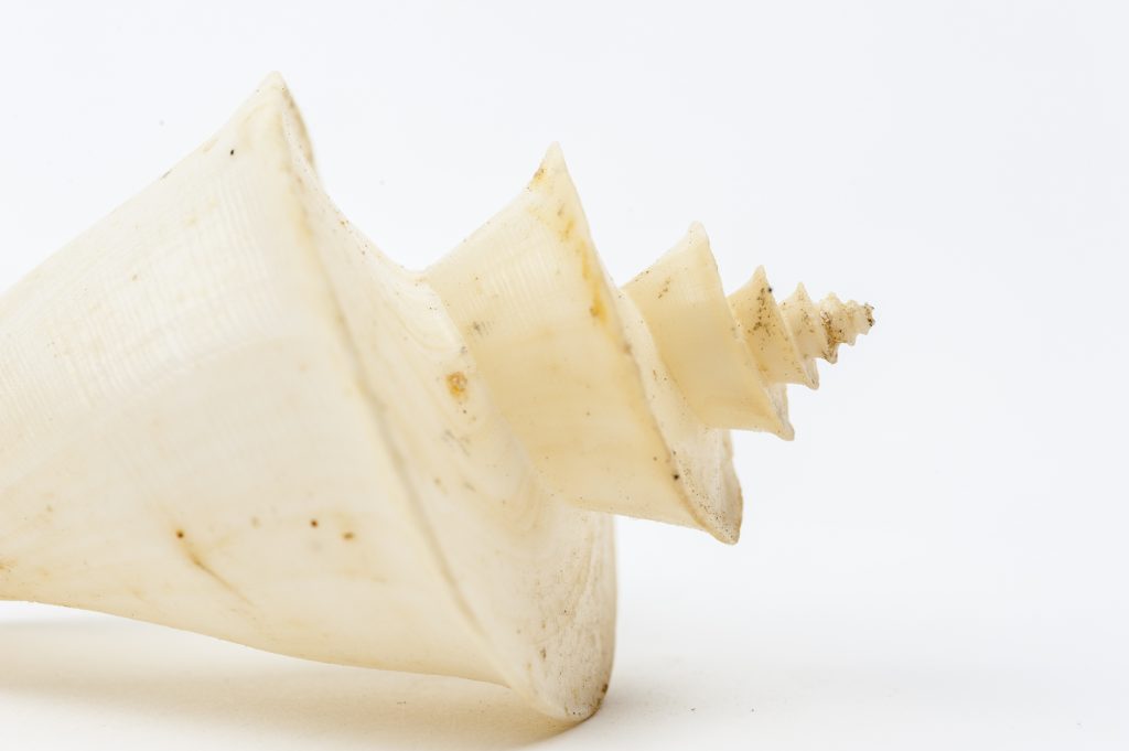 spiral shell specimen