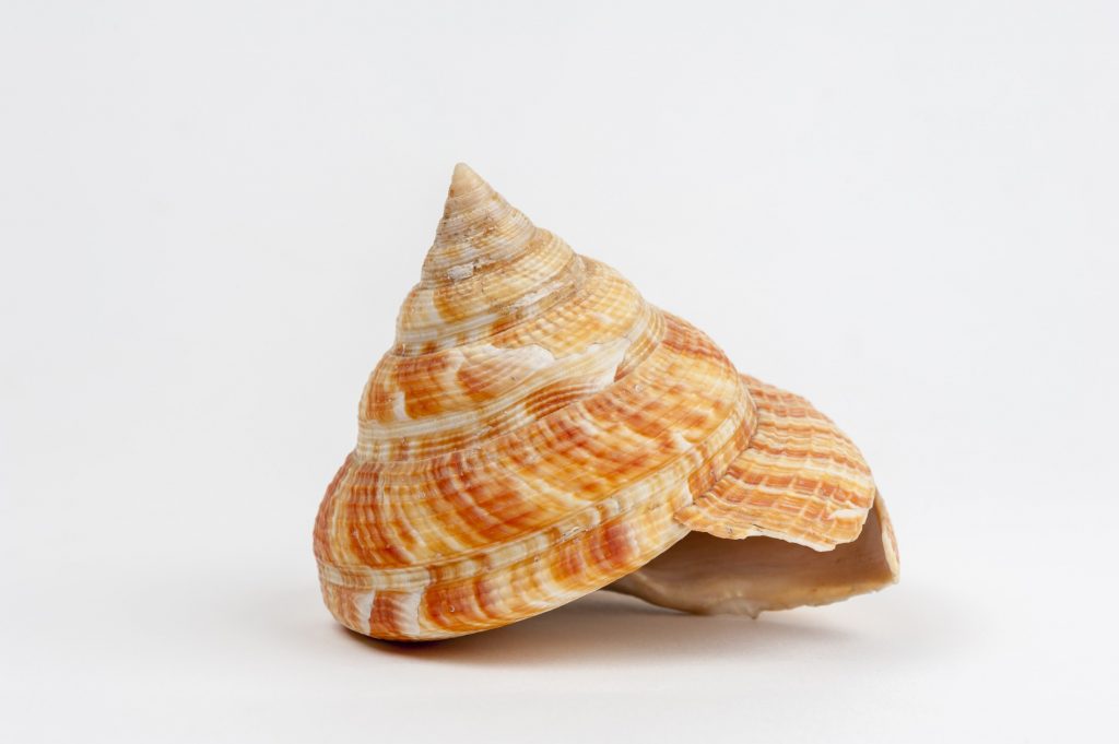 orange spiral shell specimen