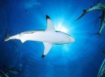 The blacktip shark, Carcharhinus limbatus, is the most common culprit in a majority of shark attacks, known for its 