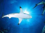 The blacktip shark, Carcharhinus limbatus, is the most common culprit in a majority of shark attacks, known for its The blacktip shark, Carcharhinus limbatus, is the most common culprit in a majority of shark attacks, known for its