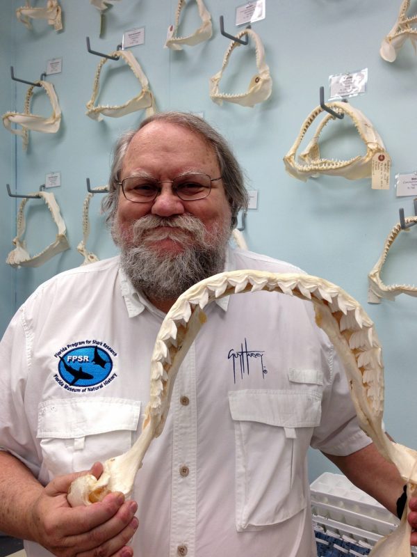 Former Florida Program for Shark Research Director George Burgess displays various shark jaws in his lab at the Florida Museum of Natural History on the UF campus in Gainesville in this April 23, 2015, photograph. Florida Museum photo by Lindsay French