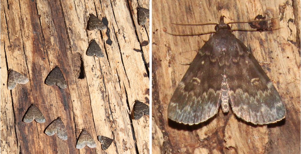 Glossy black Idia moths