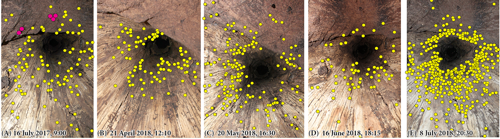 Yellow dots mark moths inside this southern red oak. The moths' numbers fluctuate with the season, mirroring general population numbers in the area. Pink dots are pairs of mating walking sticks. Florida Museum photos by Andrei Sourakov series of photos showing the number of moths in the same tree over time