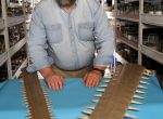 George Burgess displays the rostra of a smalltooth and largetooth sawfish in the museum ichthyology collections. UF photo by Ray Carson