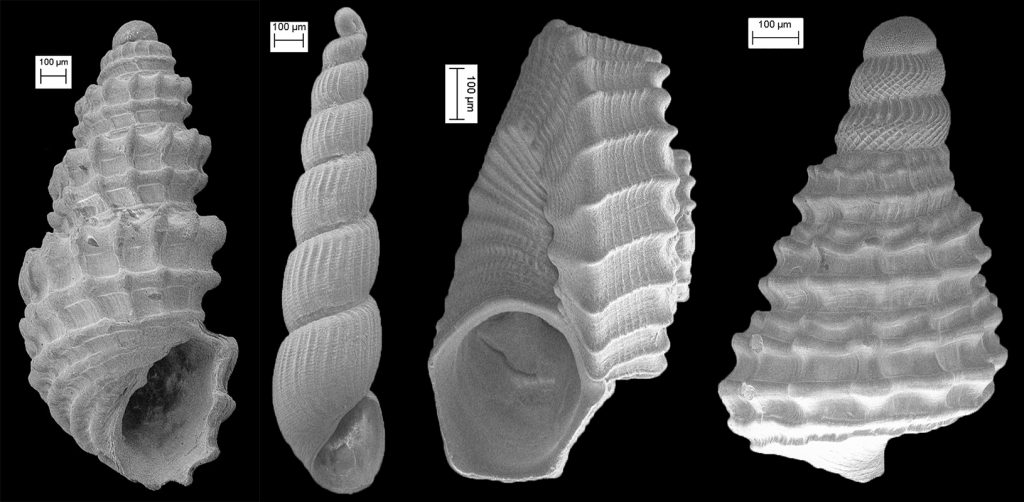 Harry Lee volunteers much of his time discovering micromollusks like these under a microscope. The um measurement used for scale stands for a micrometer or a micron. The average cross-section of a human hair is 50 microns. Florida Museum image by Kristen Grace Four black-and-white scans of shells