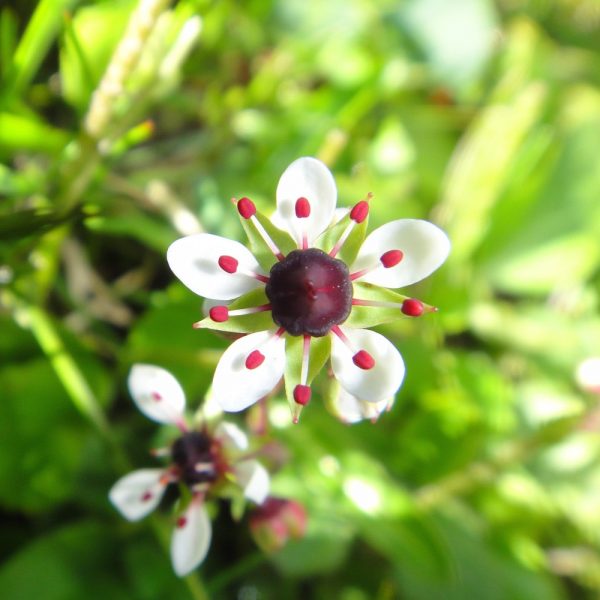 white and pink alpine flower