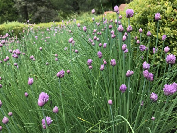 purple flowers