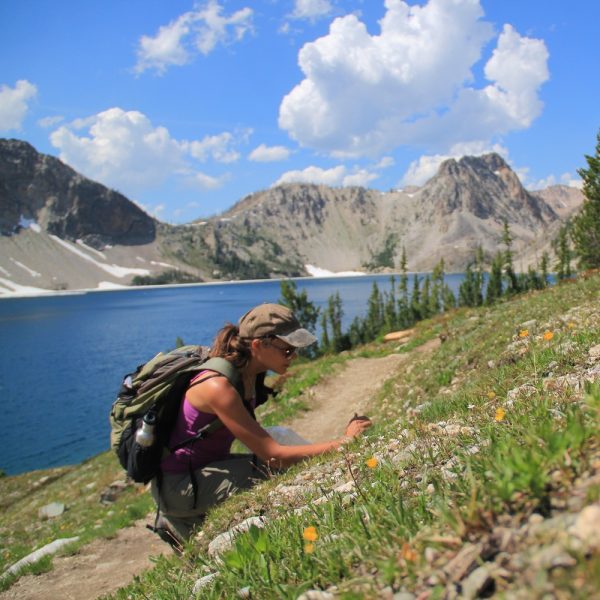 woman kneels on a mountainside to collect a plant