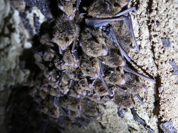 Big brown bat colony