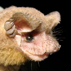 Brazilian free-tailed bat