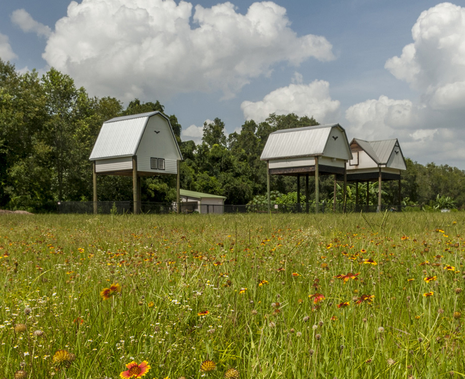 bat houses in a field of flowers