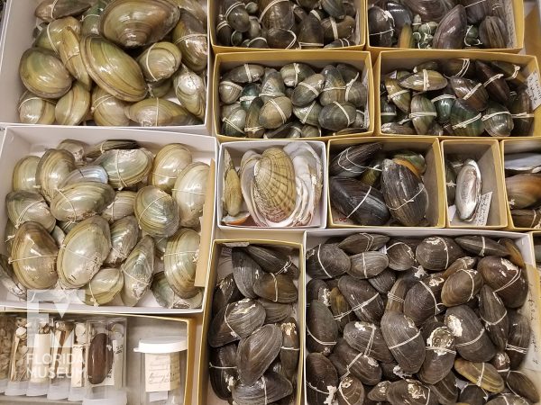 drawer of mussel shells