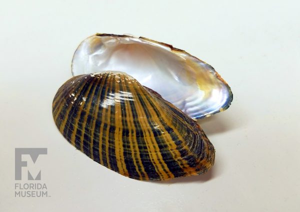 river mussel shell