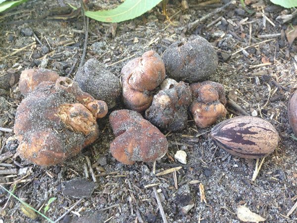 several truffle mushrooms on the ground next to a pecan for scale