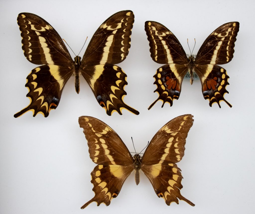 three butterfly specimens