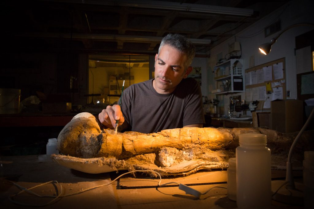 Jason Bourque working on a fossil