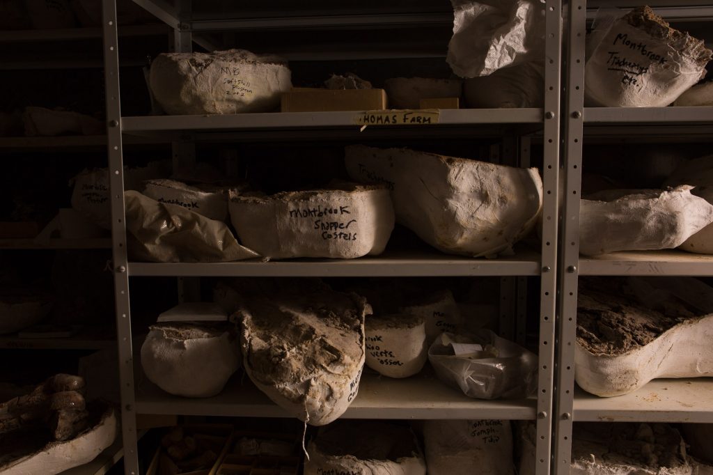shelf full of fossils