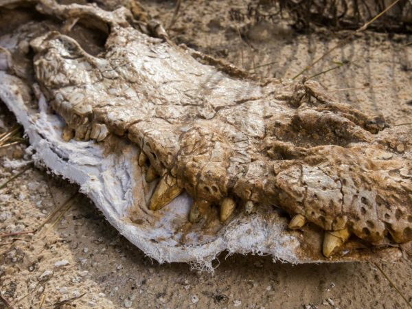alligator skull fossil