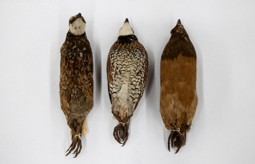 three bird specimens lying on a table