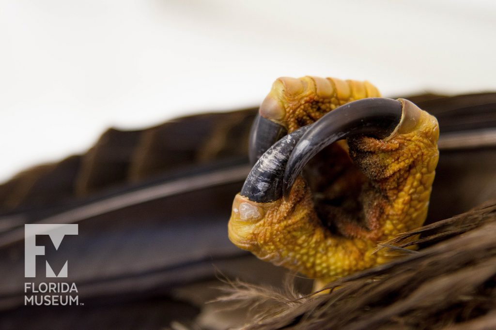 A yellow eagle talon with black claws protruding
