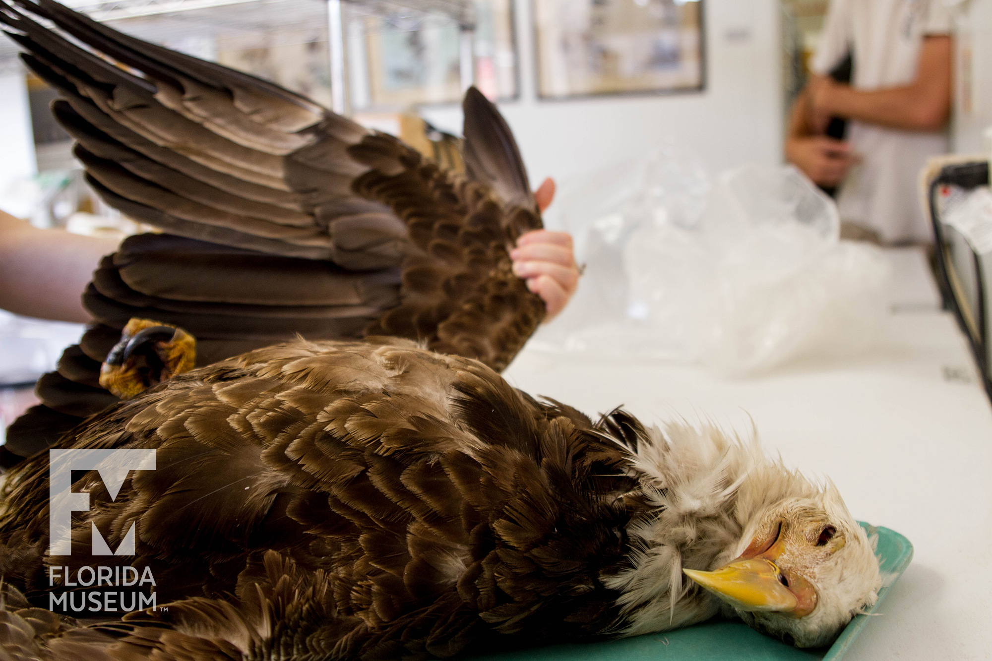 eagle specimen wing