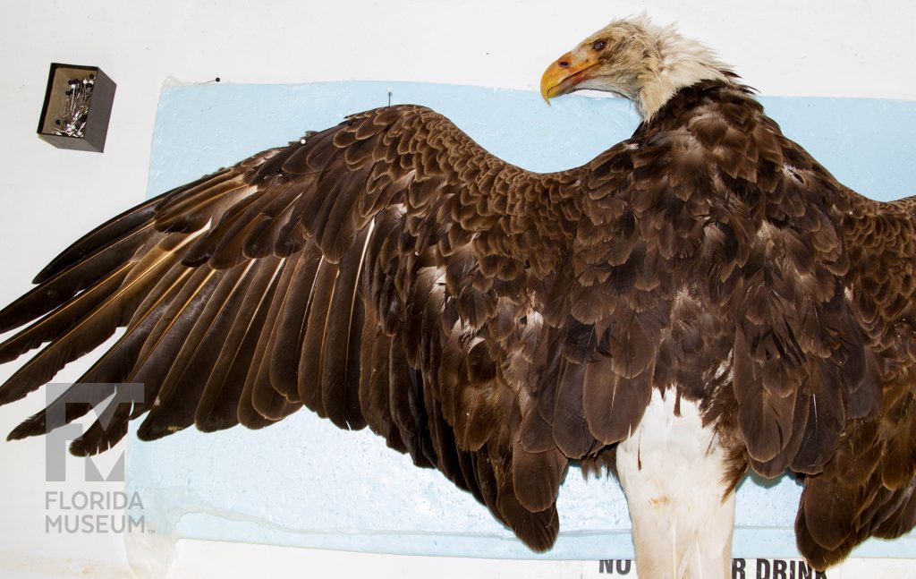 An eagle specimen pinned to a cloth, ready to be prepared by researchers