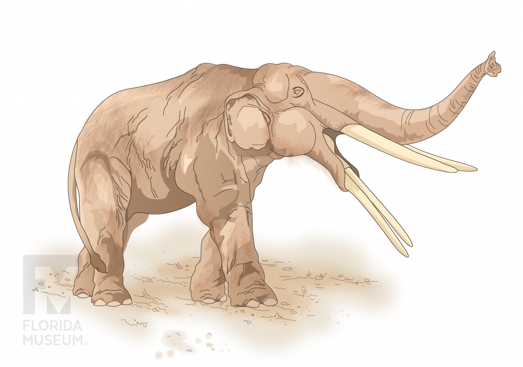 illustration of a gomphothere