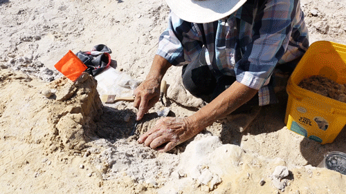 animated gif of volunteer digging at site