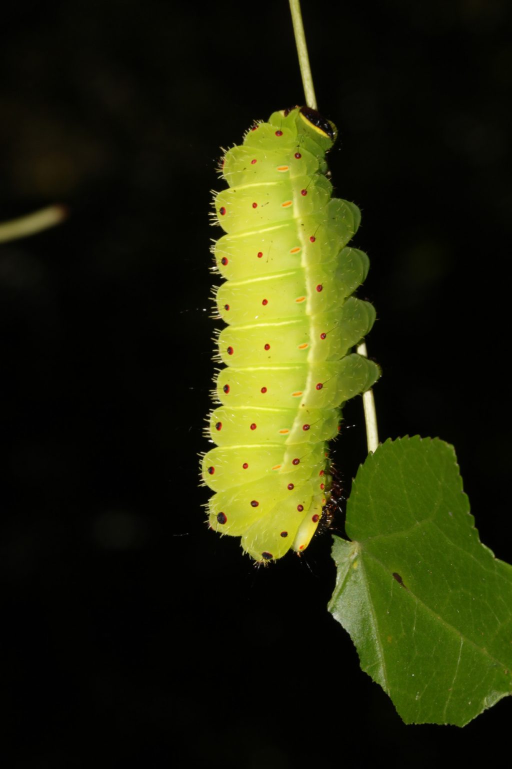 luna moth larvae