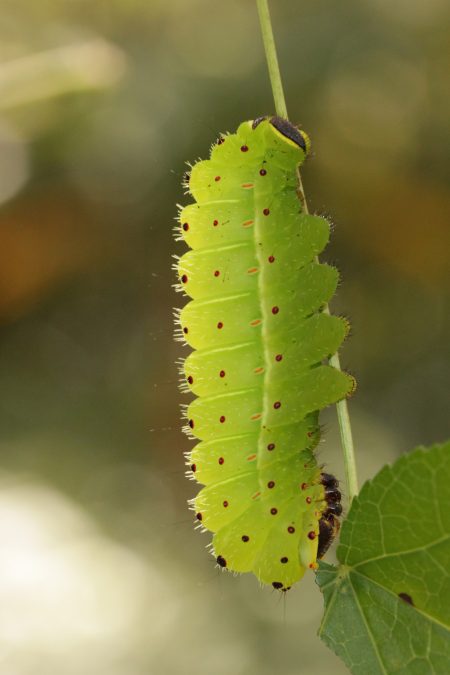 Luna moth larva showing protective spines. Florida Museum photo by Andrei Sourakov luna moth larva